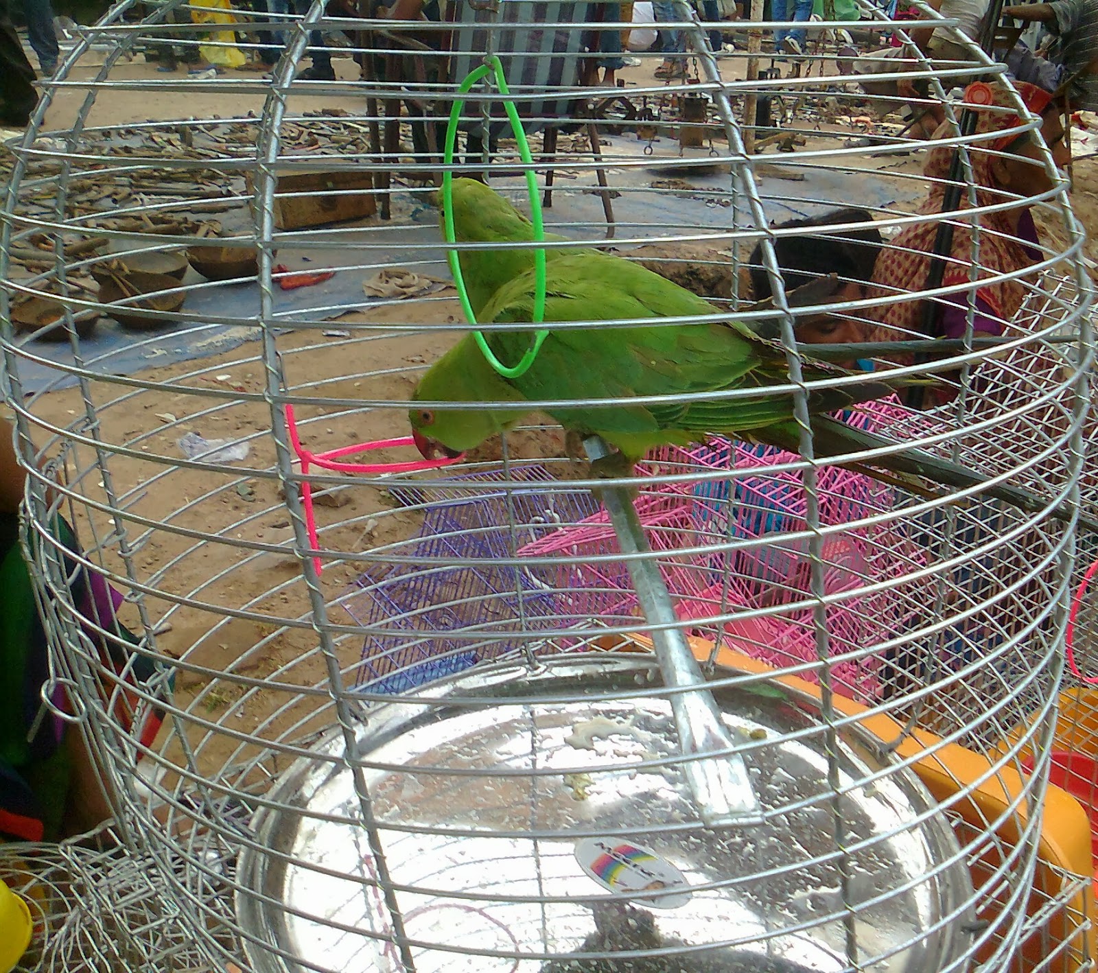 Pet Shop Ahmedabad parrots of india in illegal trade