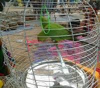 indian parrot illegal trade