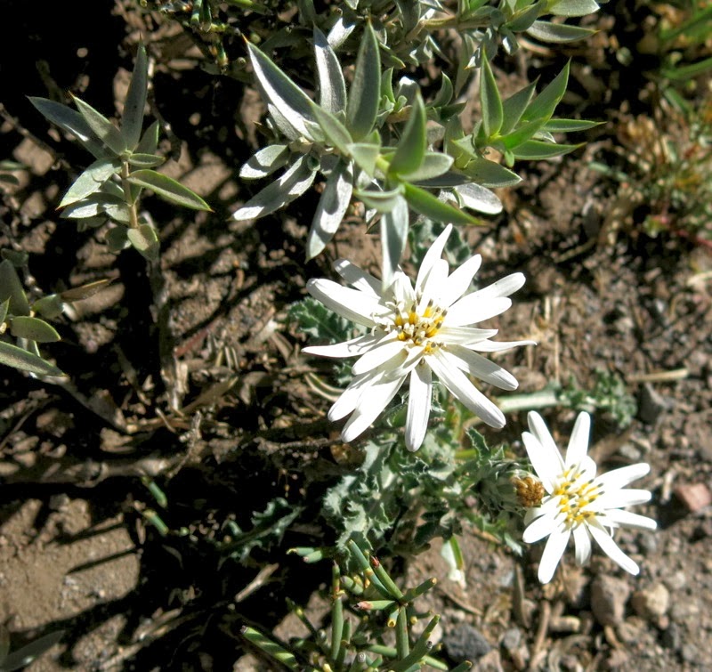 Unbekannte Blume in weiß