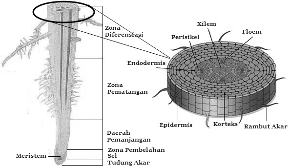 Pertumbuhan Dan Perkembangan Tanaman Materi Bio