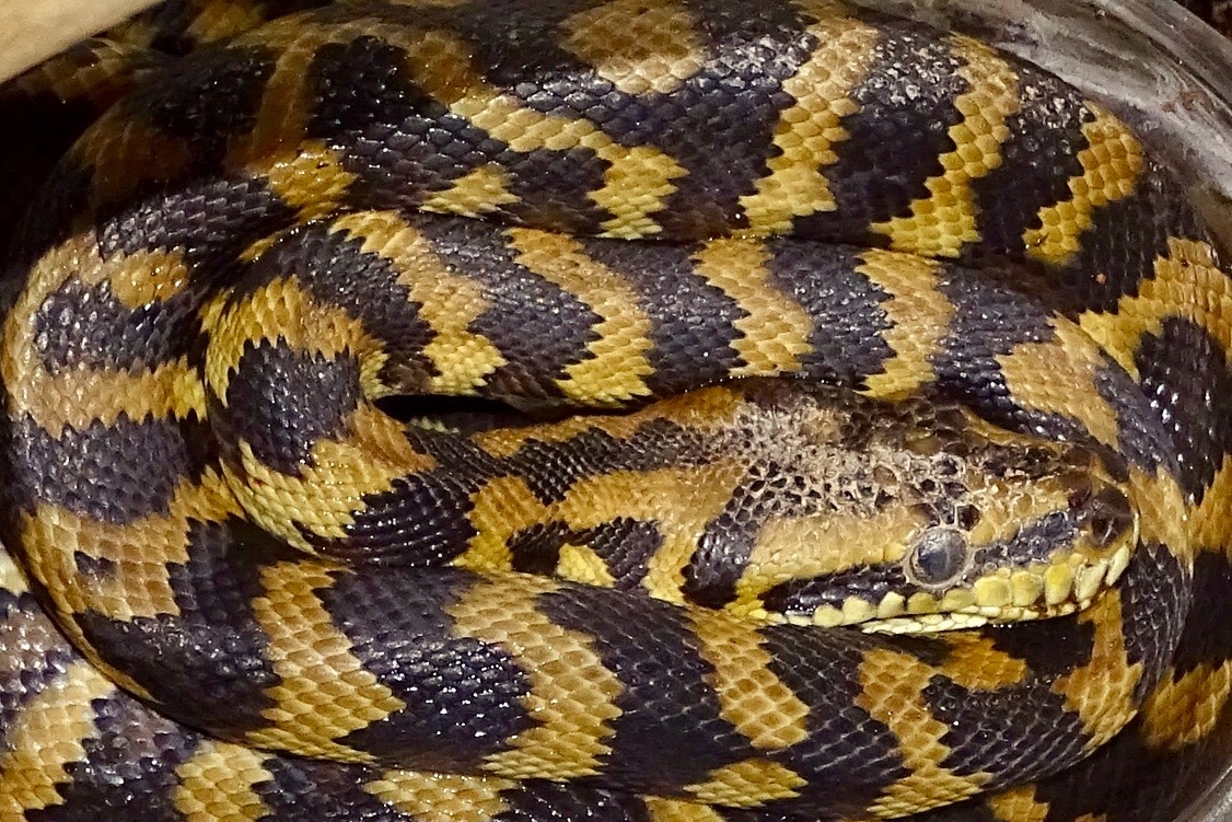 SERPIENTES DE TODO EL MUNDO BOAS Y PITONES