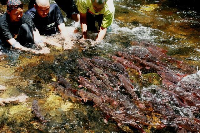 Taman Negara Merapoh Pahang Santuary Kelah