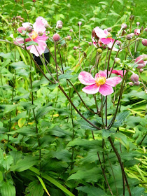 September Charm Japanese anemone x hybrida Fall blooming perennials Garden muses--a Toronto gardening blog