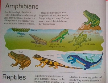 MODES OF NUTRITION AND TYPES OF PARASITIC NUTRITION - fabioclass