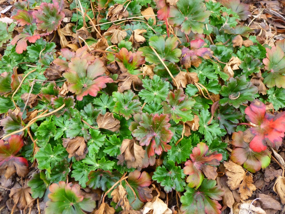 Geranium x Cantabrigiense, Cambridge Geranium "Biokovo" Geranium x Cantabrigiense, Cambridge Geranium "Biokovo"