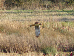 Hen Harrier