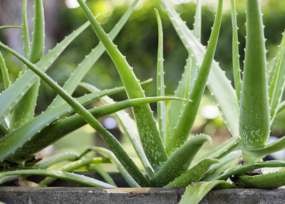 Hasil Observasi Tanaman Bunga Mawar Informasi Seputar