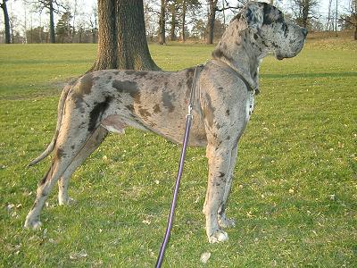 Great Dane dogs and puppies