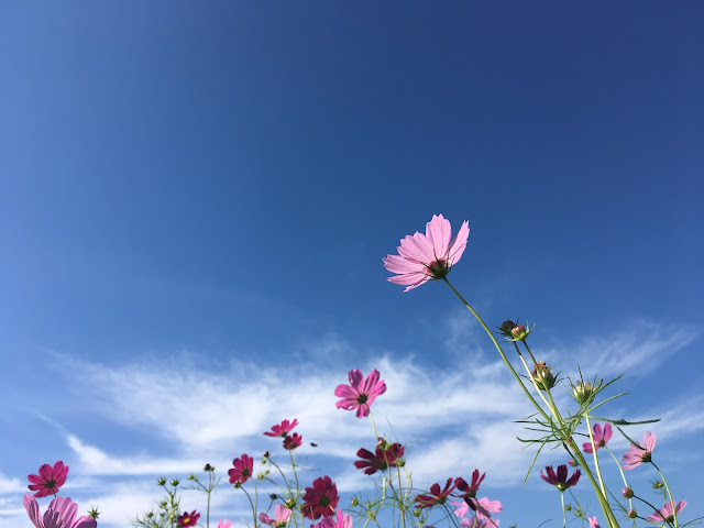 コスモスの花の写真