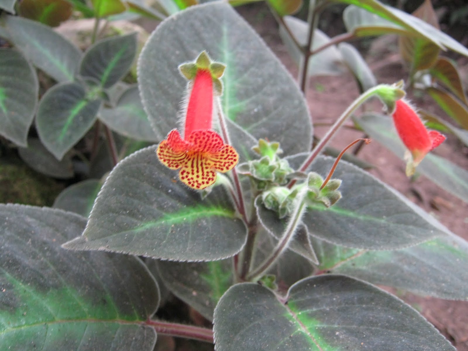 Fomentando Desarrollo: LAS ORQUIDEAS MAS HERMOSAS ESTAN EN EL