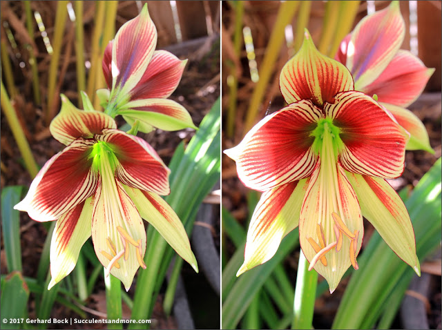 Surprise flowers of the year: butterfly amaryllis