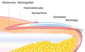3. frakció körömgombától