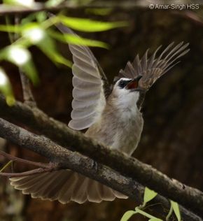 Bird Of Asia Birds Of Trucuk From Indonesia