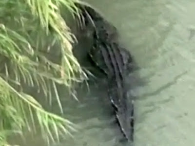 Encuentran cocodrilo de 3 mts en rio Bravo