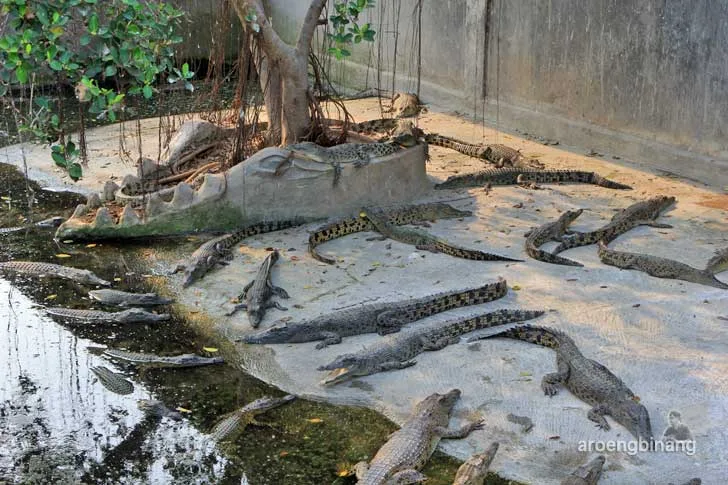 taman buaya tanjung pasir tangerang