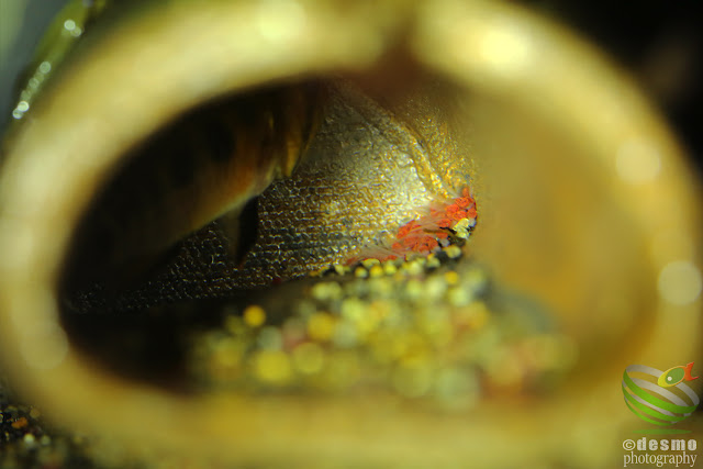 Apistogramma sp. D3 (cf. payaminonis)