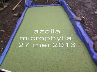 perkebangan budi daya azolla microphylla sudah dapat di panen