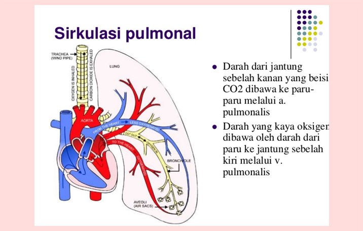  SIRKULASI  PULMONAL