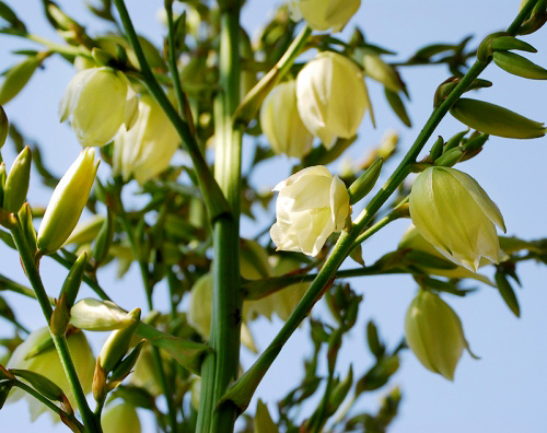 Huge white blooms adorn this 12' tall Adam's Needle Yucca variety.