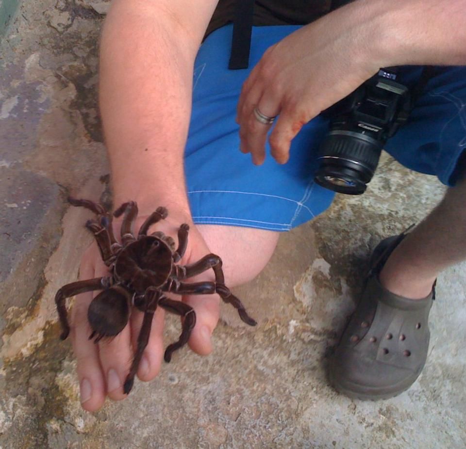 Cool FunPedia: The Largest Spider In The World