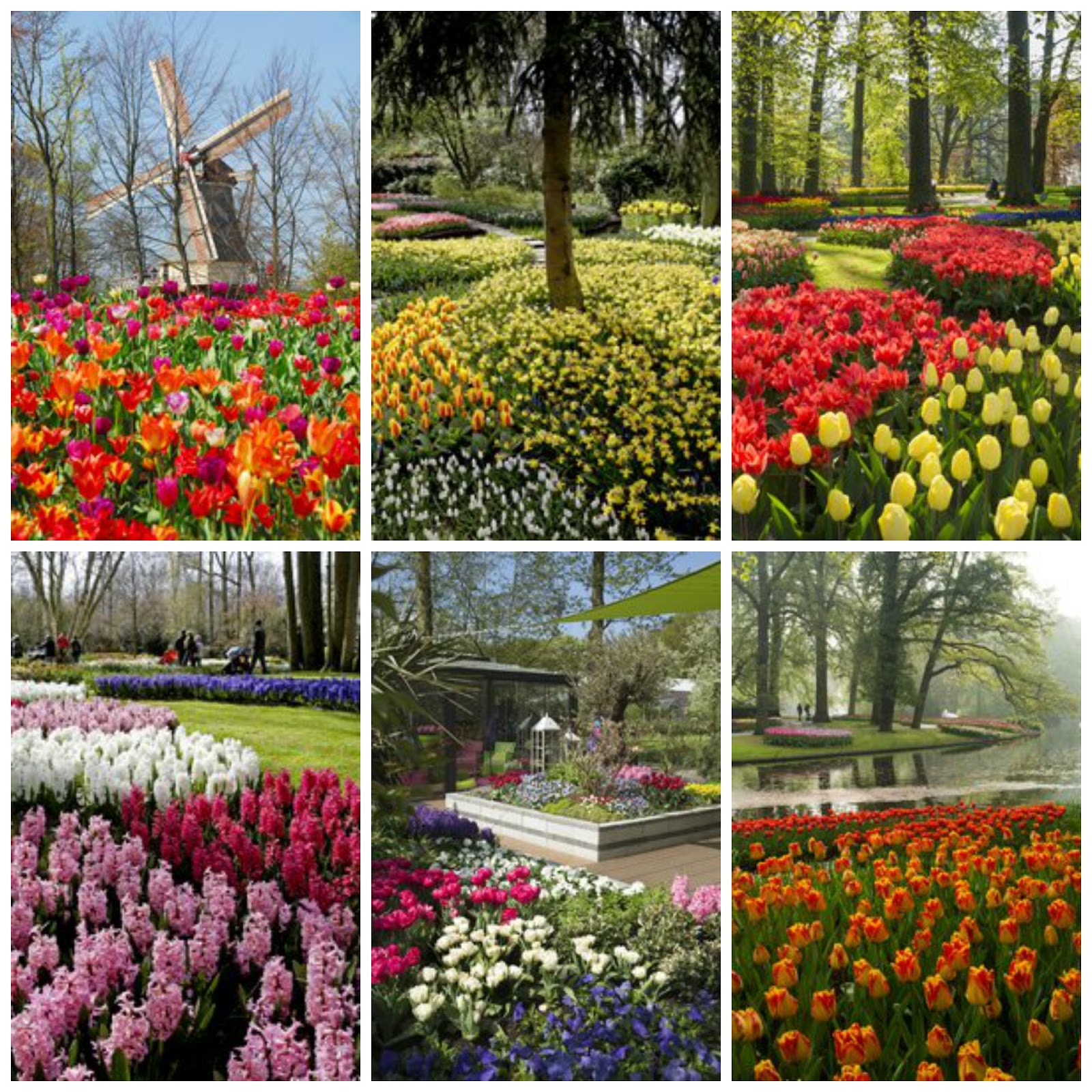 LIVING THE GARDENING LIFE Keukenhof, The World's Biggest Flower Garden