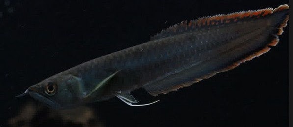 Ikan Arwana Black Brazil, dan Harga Arwana Silver pada Pasaran