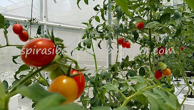 makalah budidaya tomat