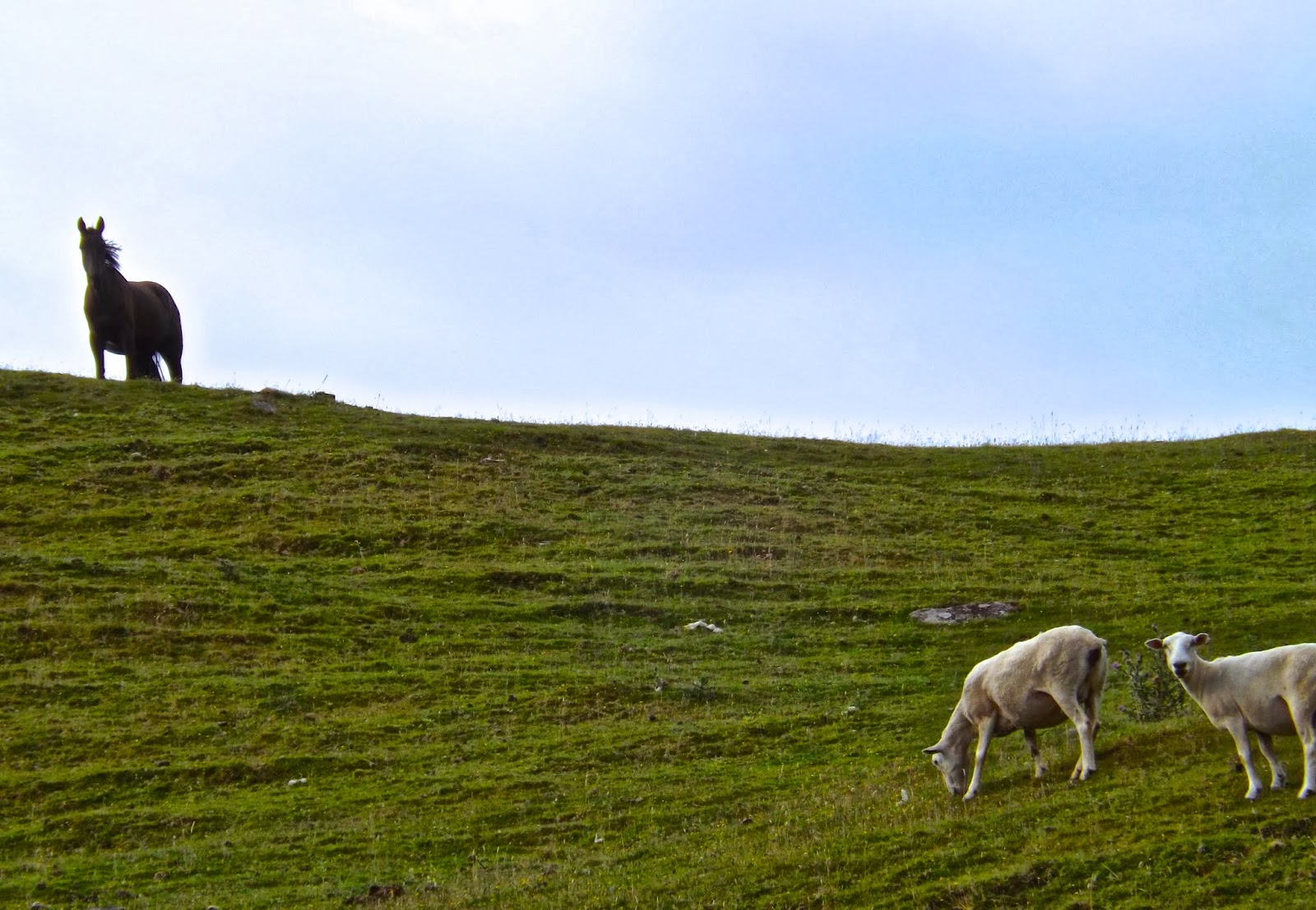 Flying Solo New Zealand WWOOFing at Kabo Stud Farms in Paeroa