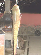 Pescuit sportiv  in Cazanele Dunarii