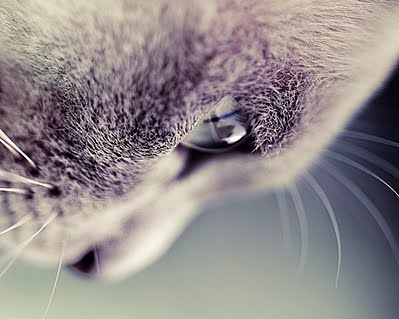 http://2.bp.blogspot.com/-YYhOlzWWEO0/ThcGUqY-MEI/AAAAAAAAAQQ/4K-LVJMJTBQ/s1600/beauty-cat-dof-eyes-look-Favim22.jpg