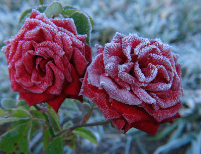 winter-roses%2Bttemp.jpg