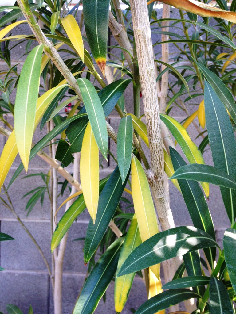 Xtremehorticulture of the Desert Oleanders Struggling in Desert Soil