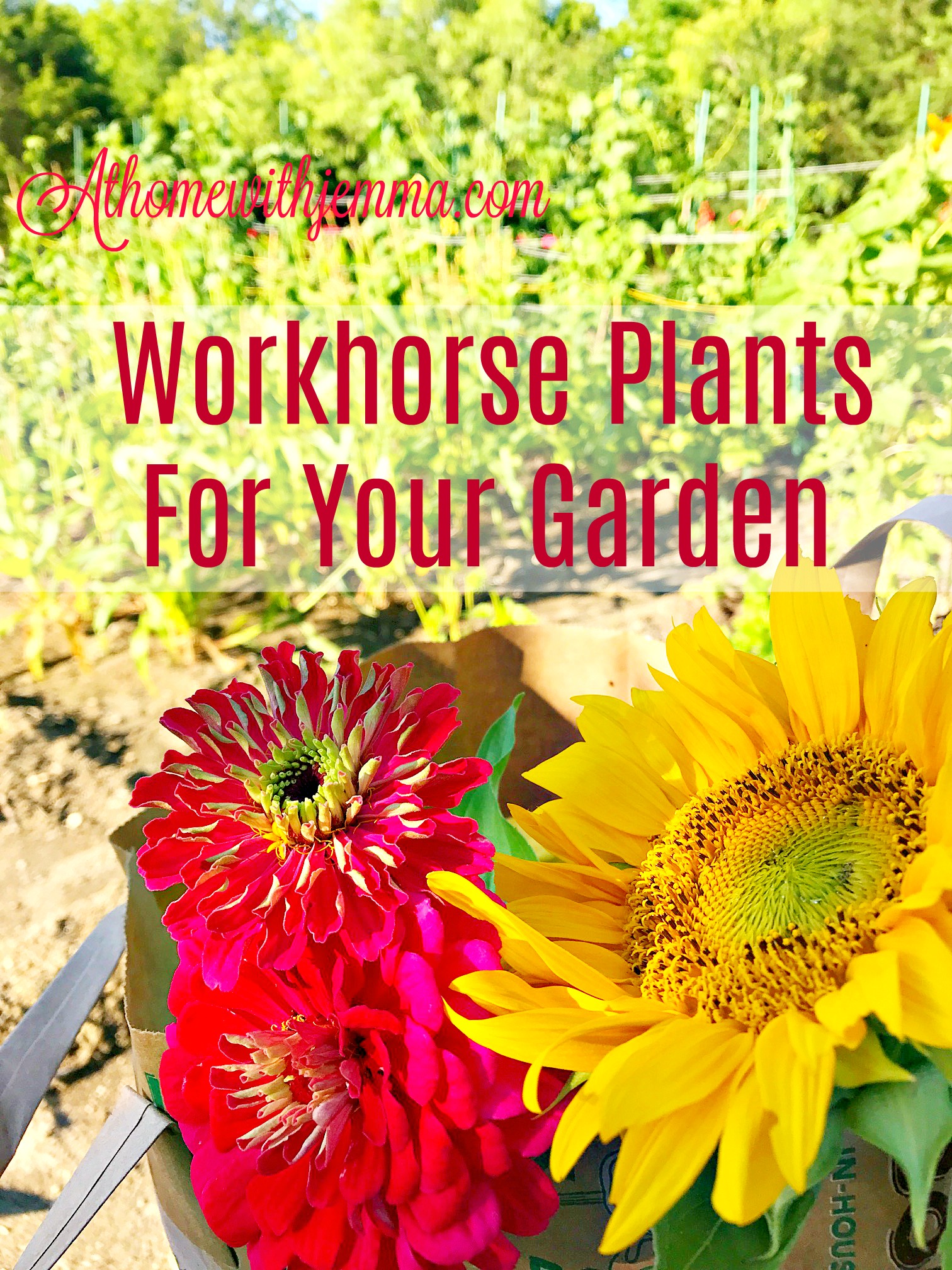 gardening-tips-plants-choices-best-gardening-ideas-athomewithjemma