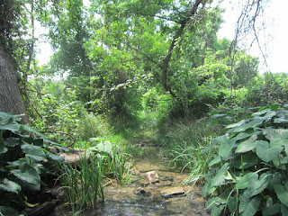 The spring and creek at Crockett Garden