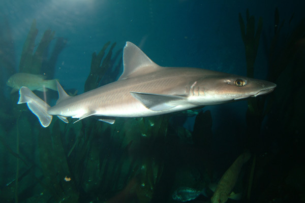 Tiburones en Galicia Musola  Mustelus mustelus 