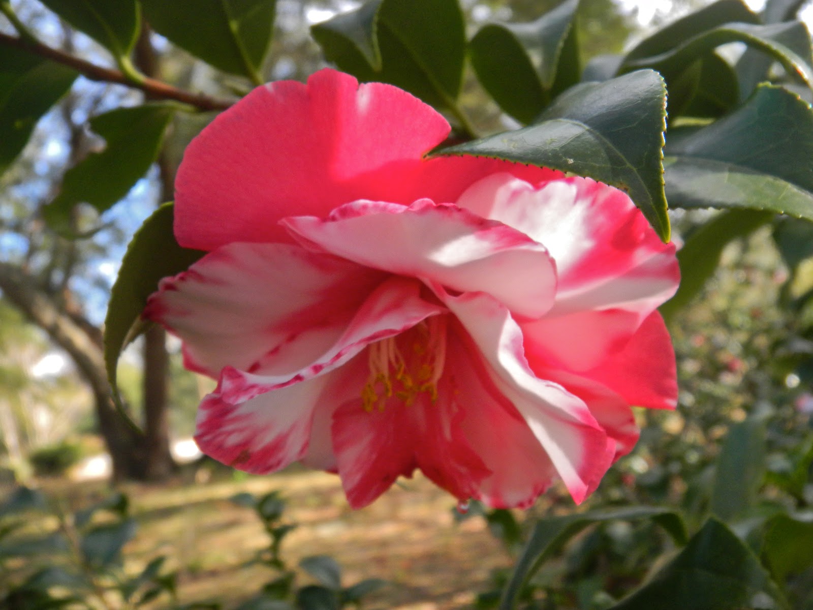 The Traveling Gardener Camellias in Bloom