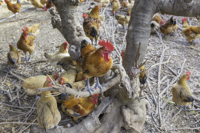 全臺獨家荔枝碗粿就在這！芬園三寶田媽媽，豐富荔枝風味餐、荔枝雞湯值得來嚐鮮！
