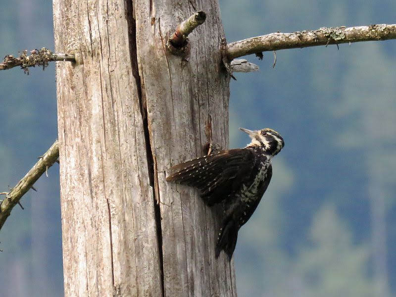Dzięcioł trójpalczasty (Picoides tridactylus)