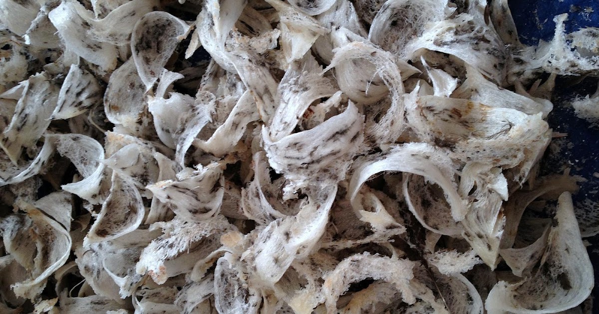 Cara Mudah Membuat Parfum Walet Sendiri