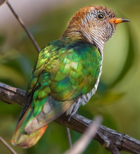 Asian emerald cuckoo - Chrysococcyx maculatus