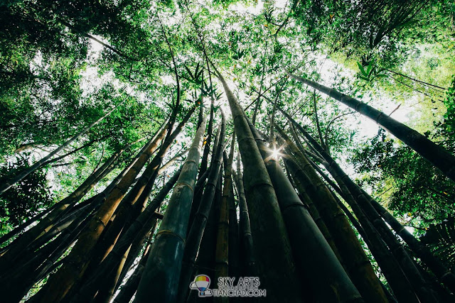 Bamboo Walk in Bukit Nanas Forest Reserve - Taman Eko Rimba Kuala Lumpur