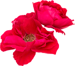 Flower_20.png