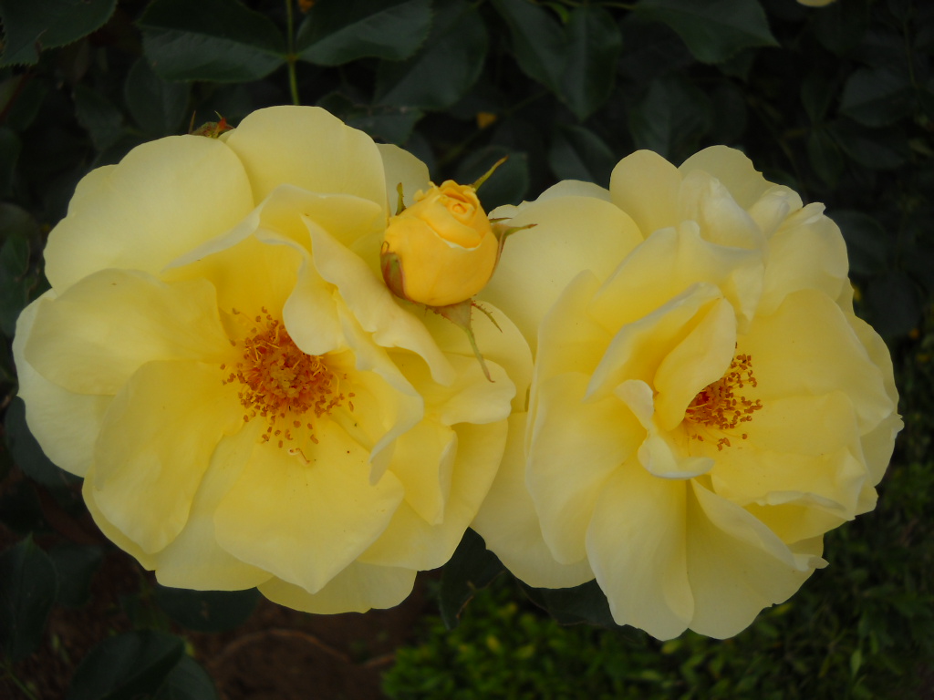 Daily Glimpses of Japan Japanese Roses, Flower Fantasia Park, Noda