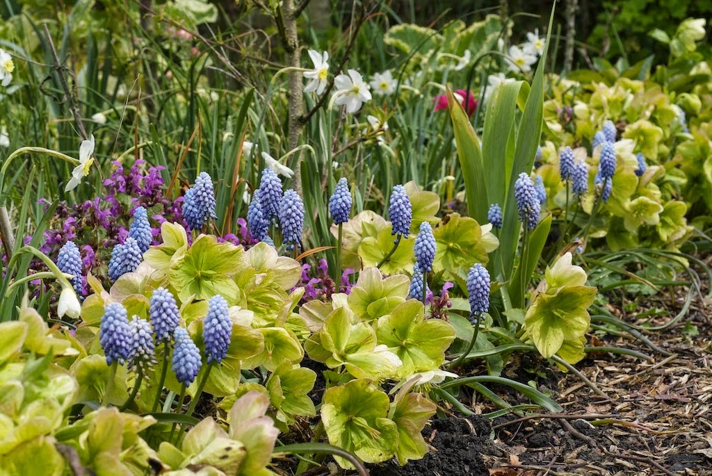 Hellebore A Great Plant for Shade that Deer Don�t Eat