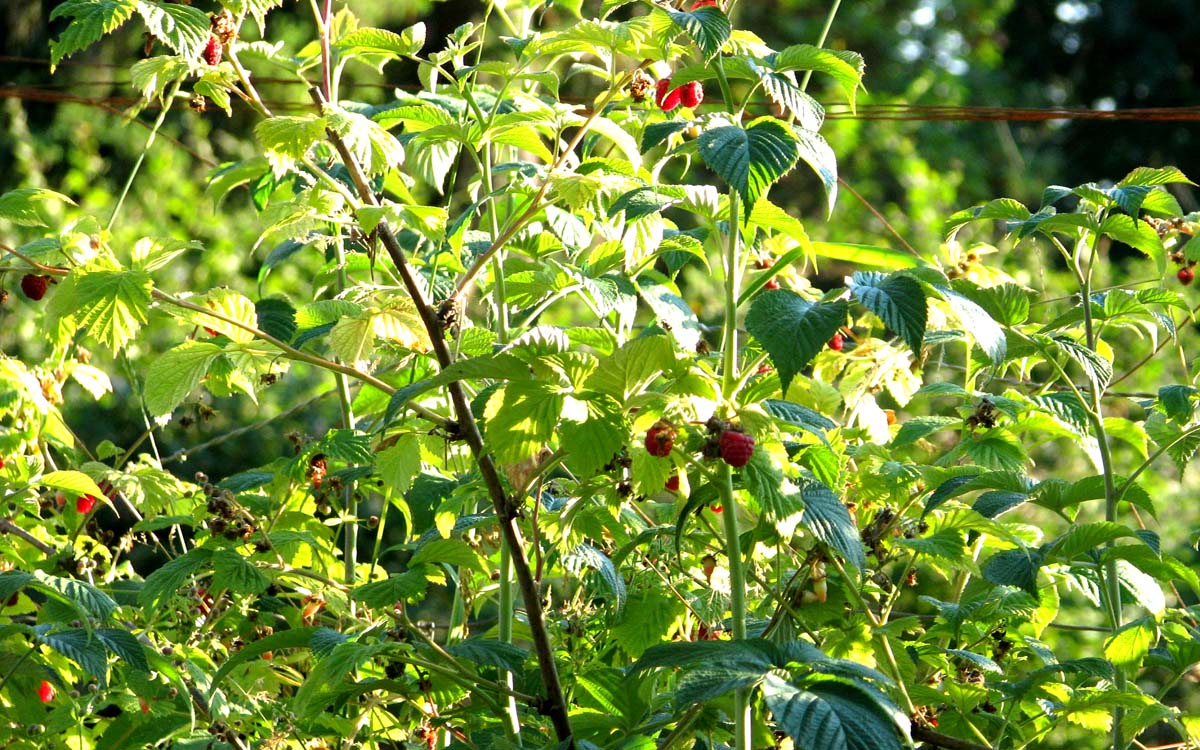 The Reluctant Homesteaders