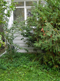 Paul Jung Gardening Services Toronto Riverdale fall garden cleanup before 
