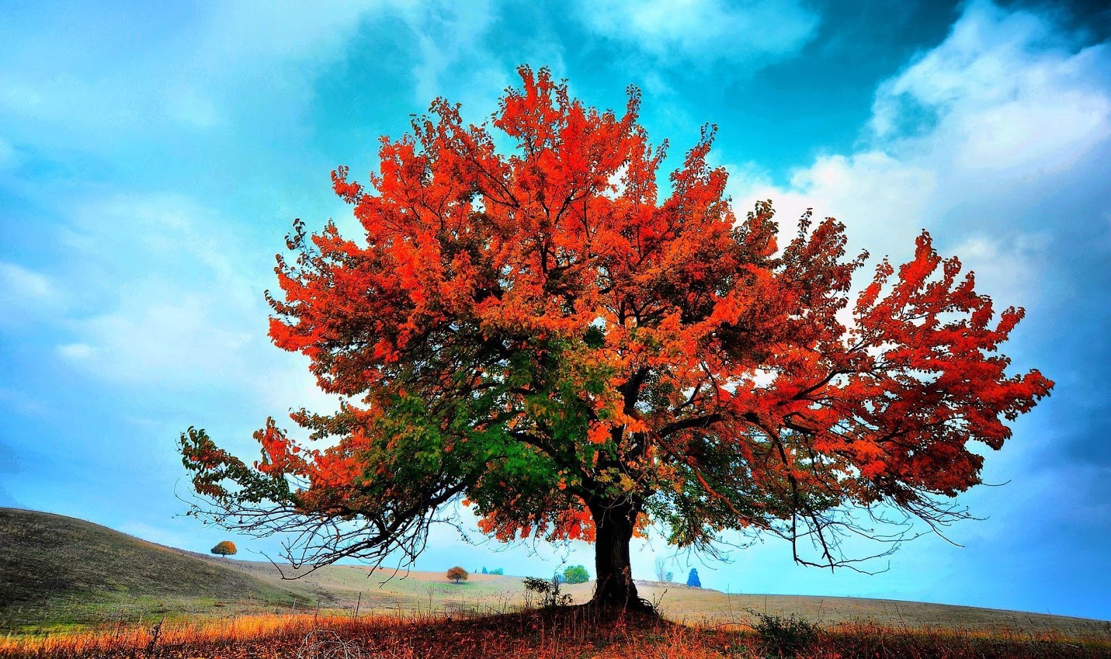 La mirada de un lector: Cuestionario sobre "El árbol de la ciencia"