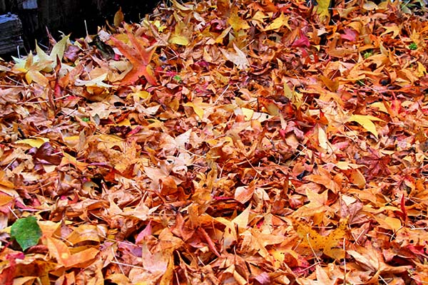 carola bARTz: Leaves, Leaves Everywhere