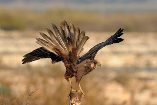 cu%2Bporunca%2Bde%2Bla%2Bcentru