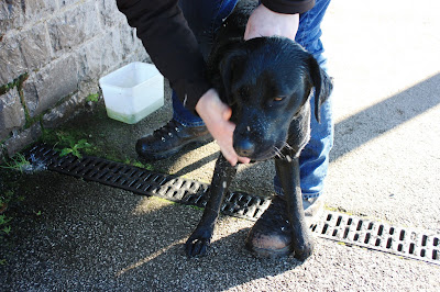 Photo of Neil washing Liggy